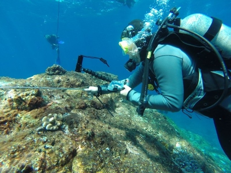 CN Dive Komodo