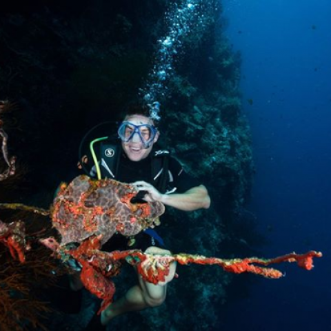 Blue Corner Dive