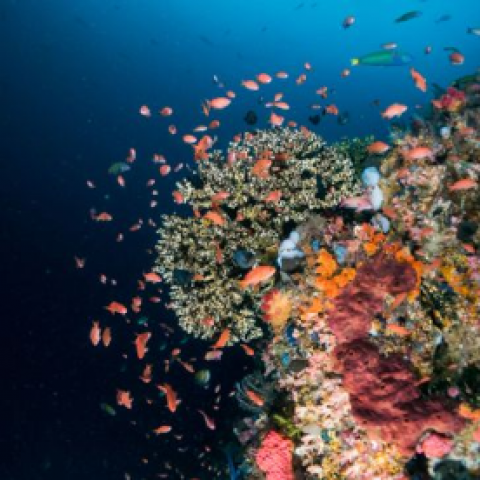 Scuba Dive Komodo (3)