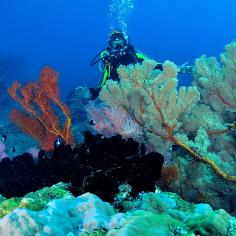 dreamdivers8