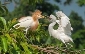 The Herons of Petulu